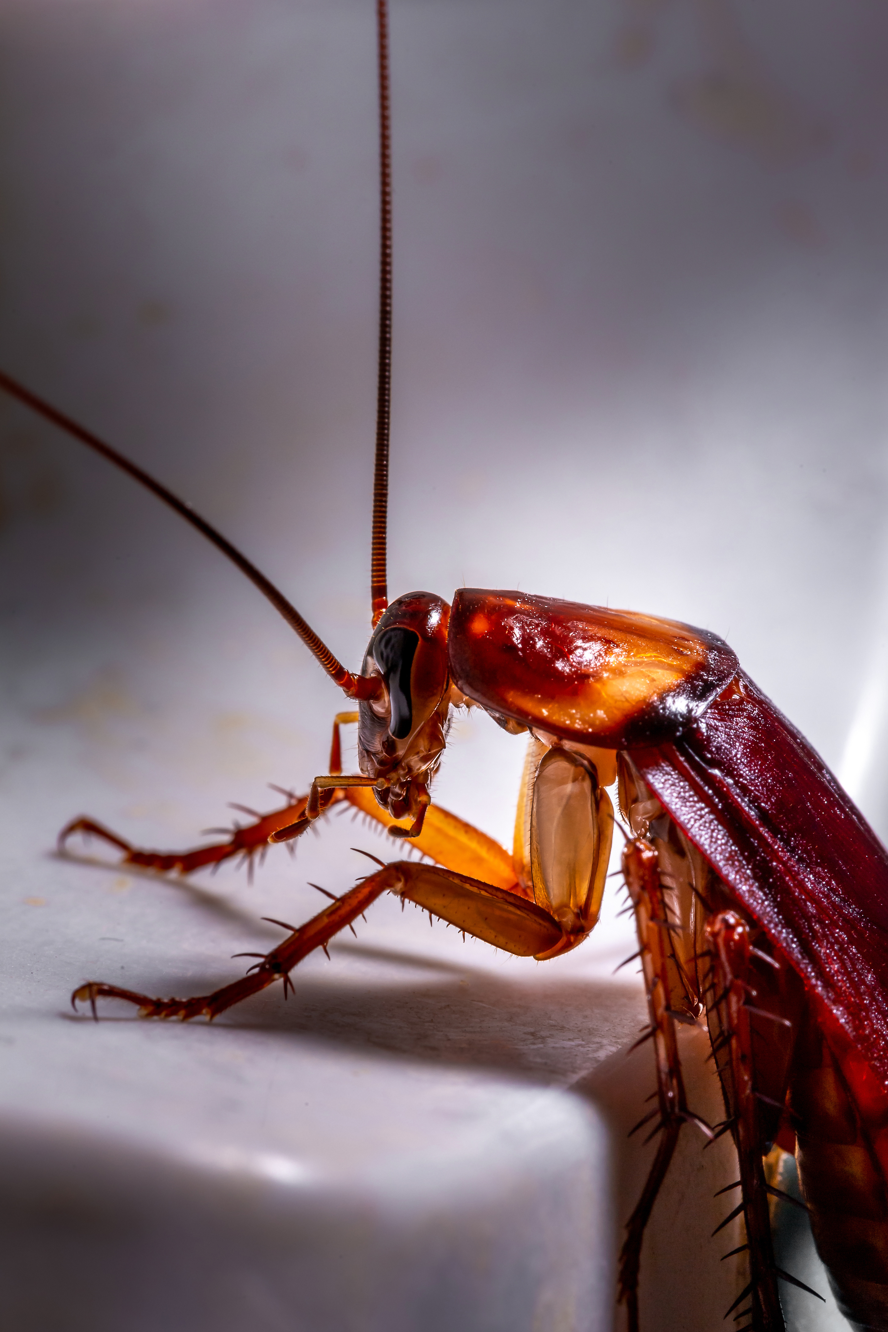 A cockroach in a bathtub - contact Thorn Pest Solutions for pest removal services.
