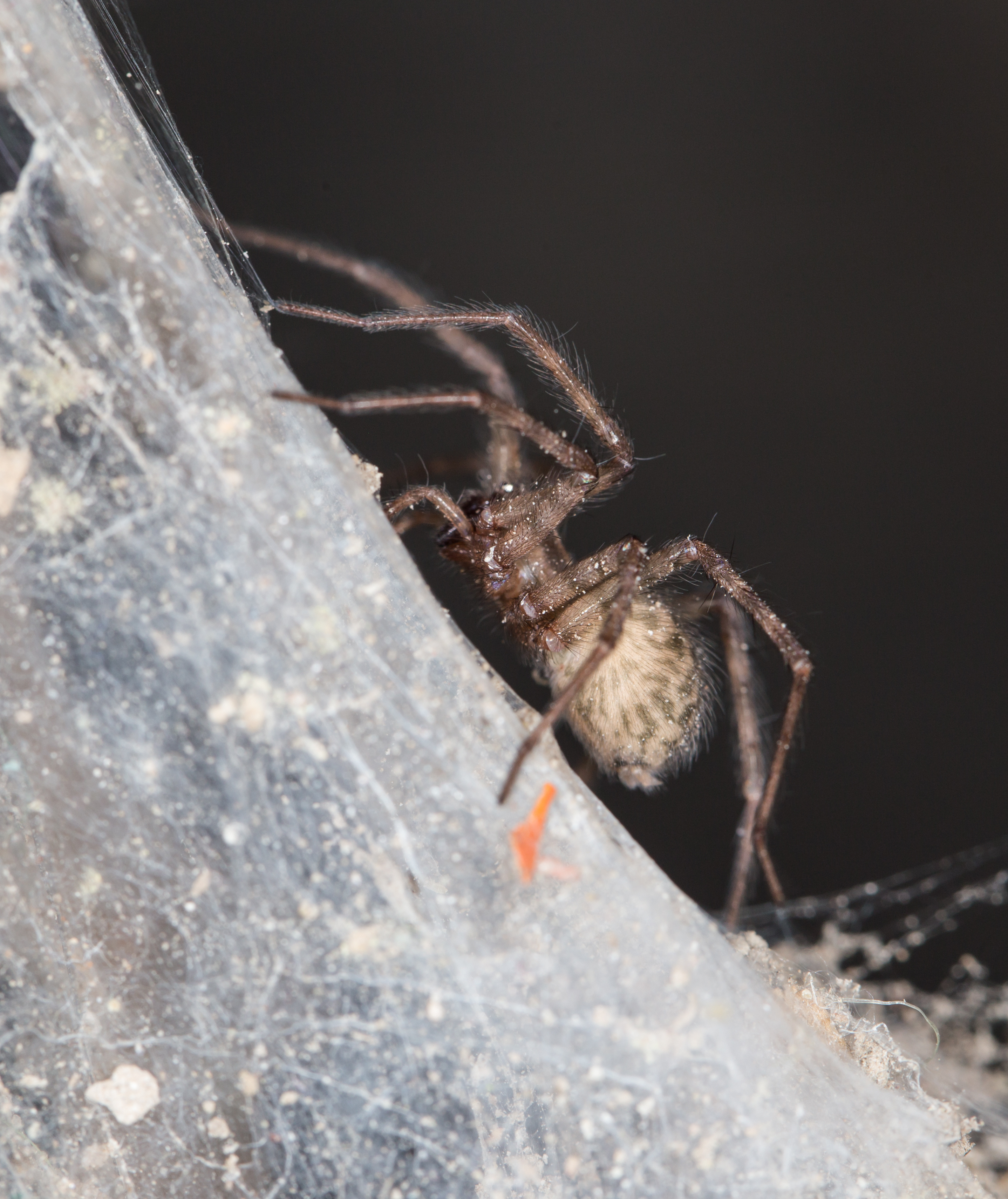 A spider crawling up a web - call Thorn Pest Solutions to remove spiders in your home!