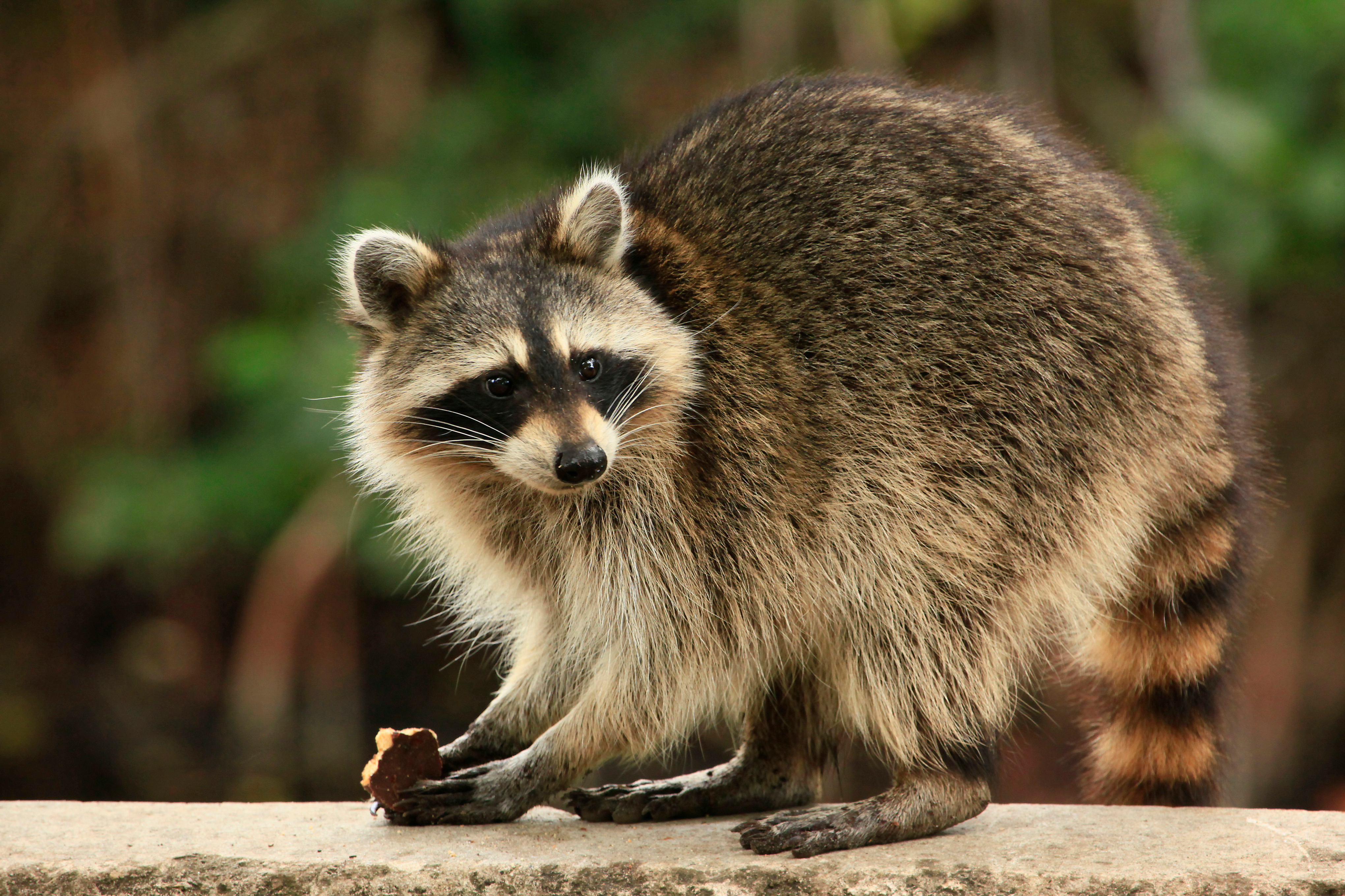 A raccoon sitting on a fence - contact Thorn Pest Solutions for your pest control needs.