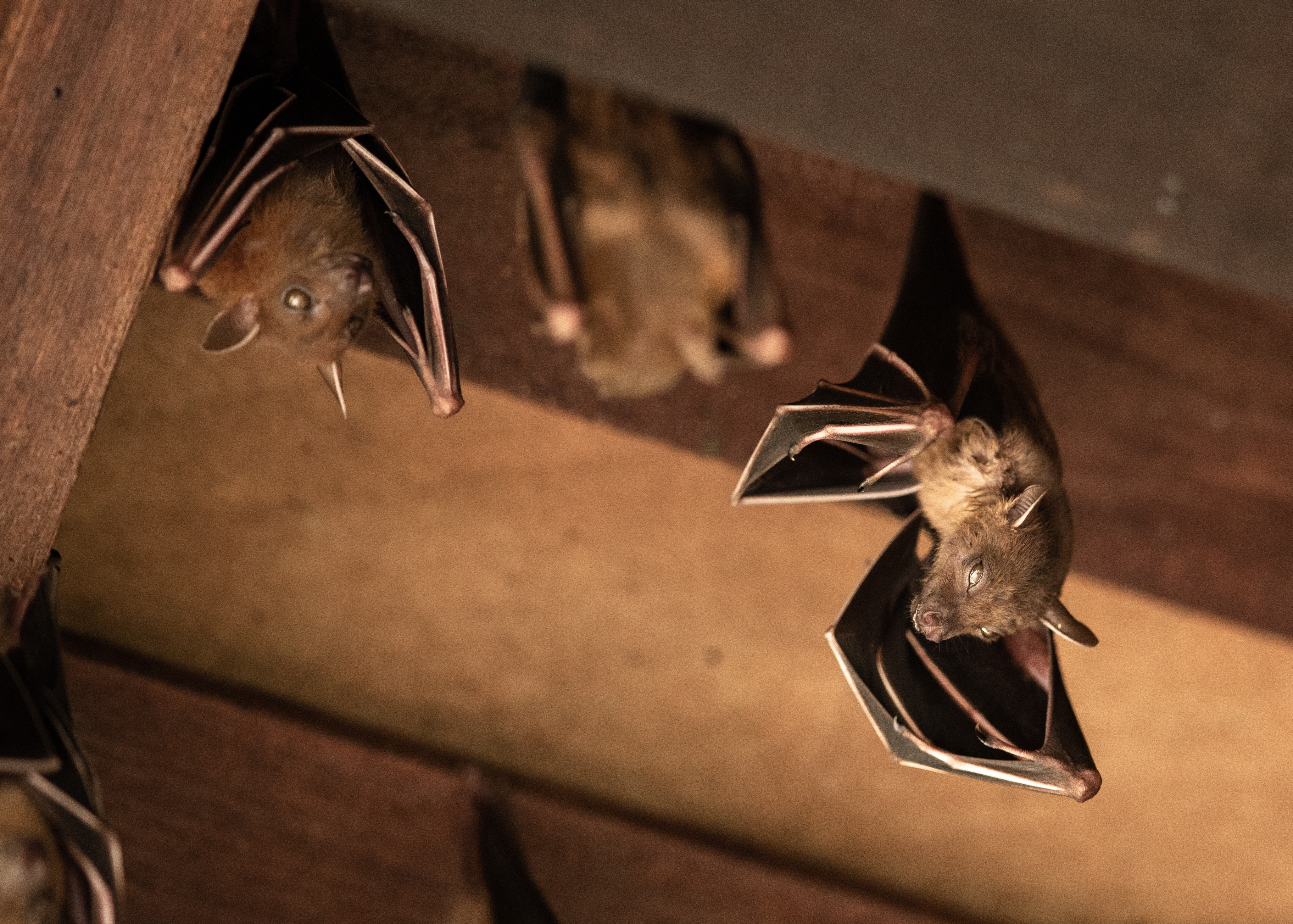 Bats in a home attic - if you're in need of a residential wildlife control, contact Thorn today.