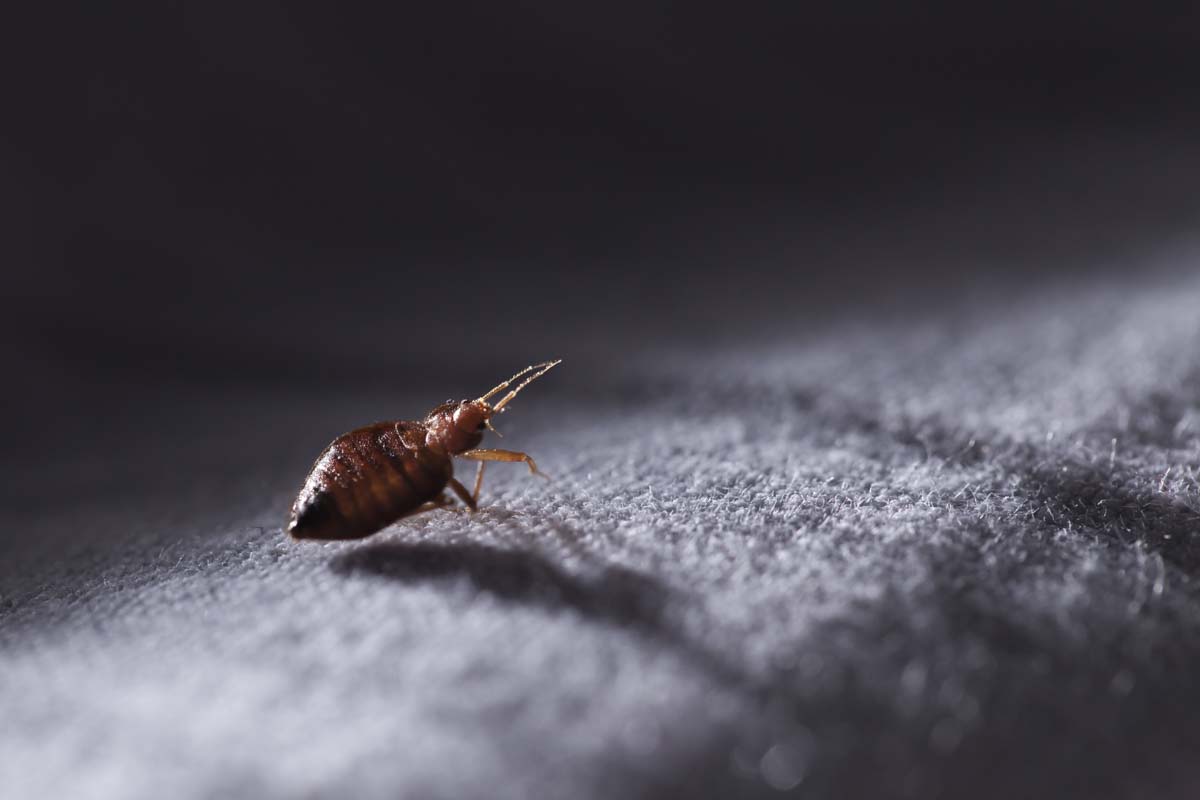 Bed bugs are sneaky so be sure to check your luggage when you get home from vacation - tips from Thorn.