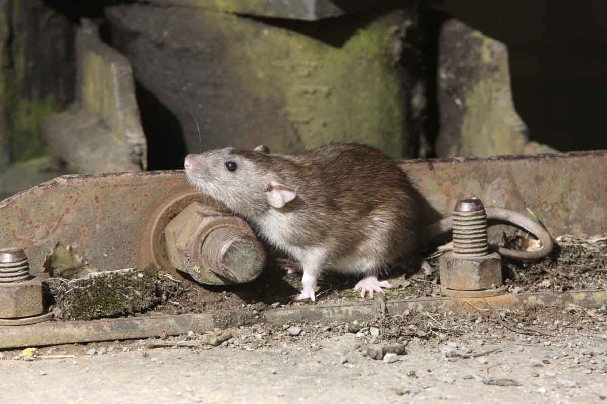 Mice a pesky and smelly rodents - hire Thorn to take care of them for you.