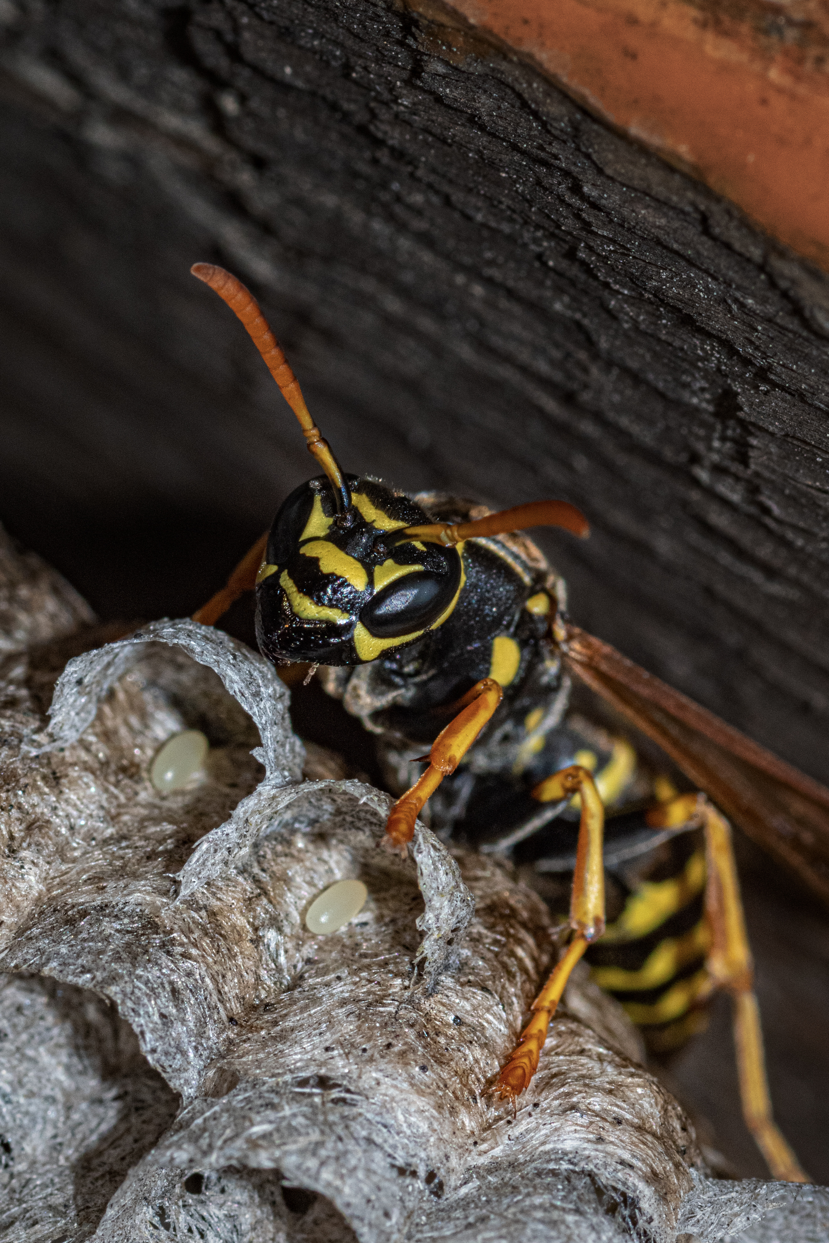 A wasp sitting on a wasp nest - contact Thorn for pest extermiantion.