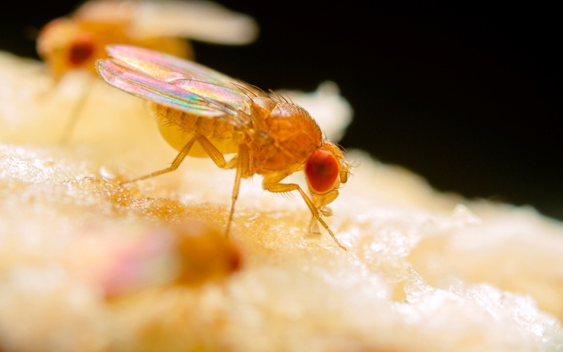 Learn signs of fruit fly infesetation to stop it before it gets worse - tips from Thorn in Utah County.
