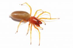 A woodlouse spider with a dark red head walks on the floor.