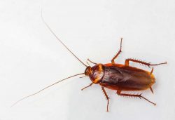 American cockroach on a white background