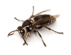 Baldfaced hornets are often mistaken for yellowjackets but are bigger.
