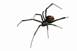 A black widow spider likes dimly lit places and tight crevices.