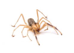 A camel spider is in a separate category from other spiders and grow up to 3 inches long.