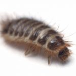 A close-up of a carpet beetle larvae from Thorn.