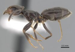 Side view of a Odorous house ant under a microscope