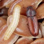 Confused flour beetle and its larvae on top of grains