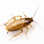 German cockroach on a white background