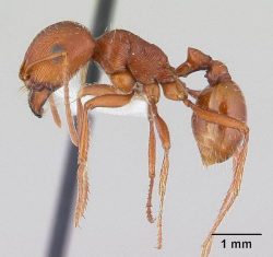 A harvester ant in suspension.