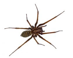 A hobo spider moves quickly on the floor.