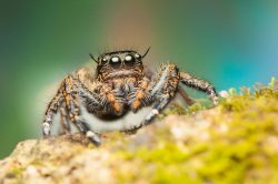 A jumping spider walks on a moss in the outdoors.