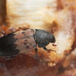 Adult larder beetle