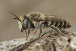A leafcutter bee is often spotted in Utah outdoors.