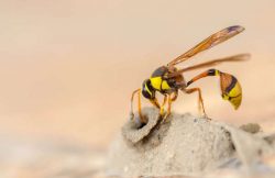 A mud dauber builds a nest in the sand.