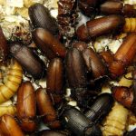 Pile of adult mealworms and larvae