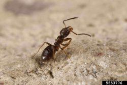Dark colored Odorous House ant