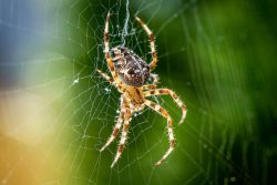 An orb-weaver spider makes a beautiful web outdoors.