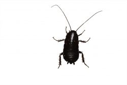 Black oriental cockroach on a white background