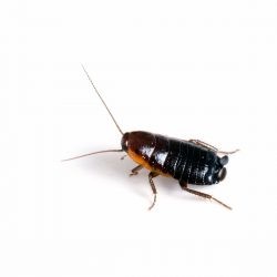 A dark colored oriental cockroach walks a white floor.