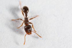 A pavement ant walks on the floor of a home.