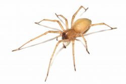 A yellow sac spider can be spotted walking on walls and ceilings.