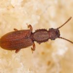 Sawtooth grain beetle close up