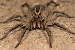 A wolf spider hunting for prey on the ground rather than spinning a web.
