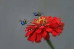 Blue orchard mason bees hover over a red flower.