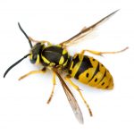 Black and yellow colored Yellowjacket on a white background