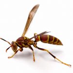 Paper wasp on a white background