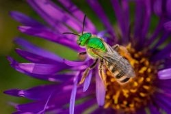 A bright green sweat bee rests on a purple flower.