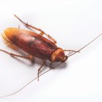 Dark brown and reddish colored cockroach on white background