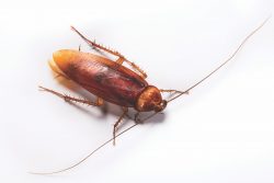 American cockroaches are dark brown and red and are the most common inside-infesting roaches.