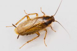 A German cockroach is common in Utah-call Thorn to help with an infestation.