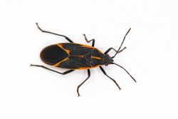 A boxelder bug's characteristic black and red markings.