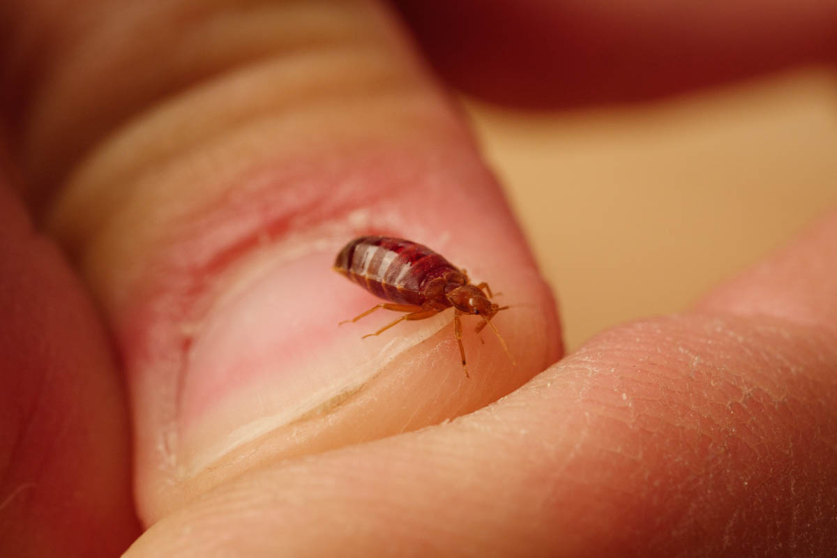 This bed bug is small, but can cause lots of problems for people - get bed bug help from Thorn today!