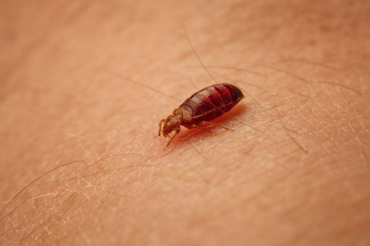 Thorn heat treatments for bed bugs in Utah.