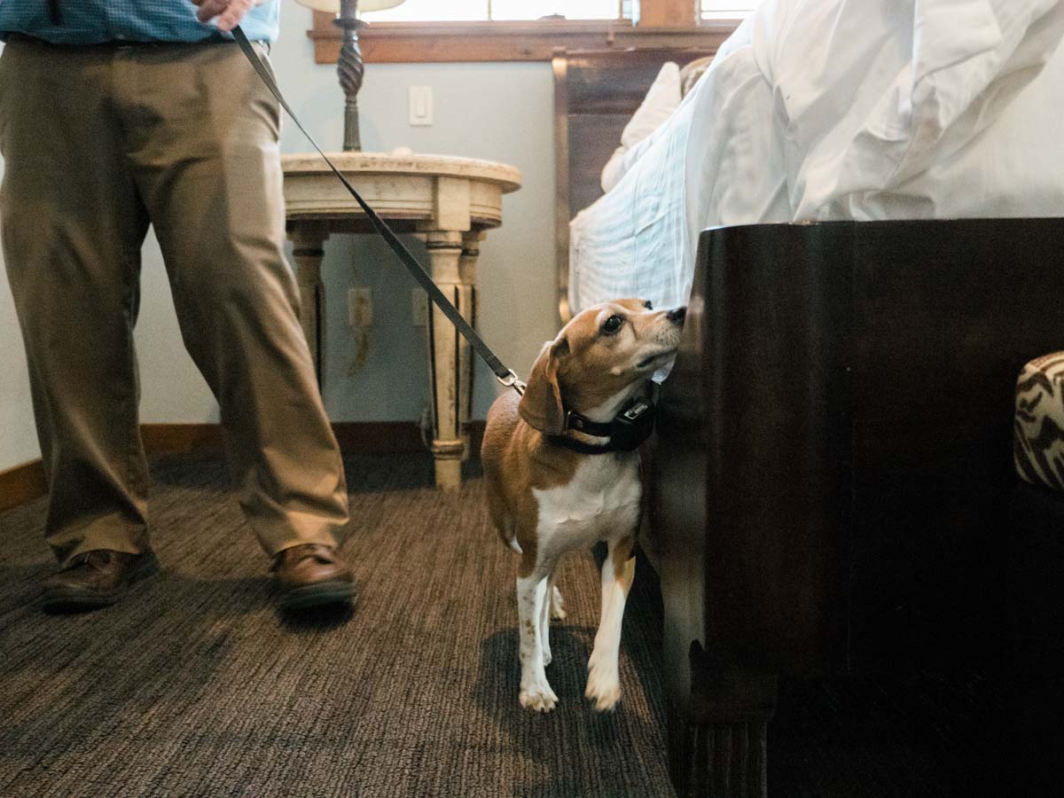 Thorn dog conducting a hotel room inspection for bed bugs.