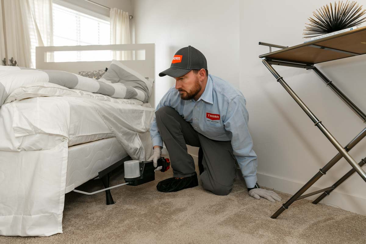 Thorn helps with bed bug control in Utah.