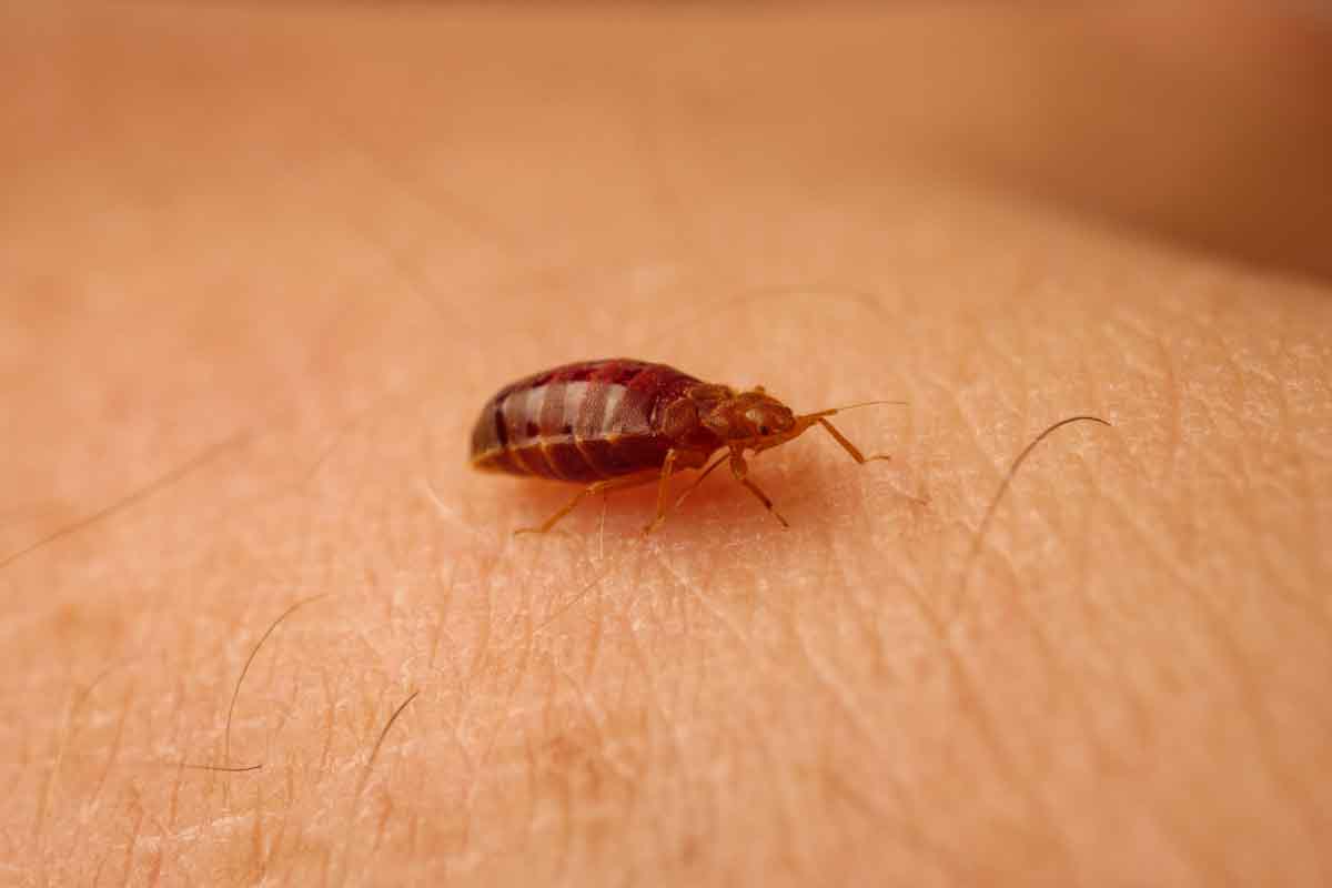 Thorn Pest Solutions has many safe preventitive treatments for bed bugs in Utah.