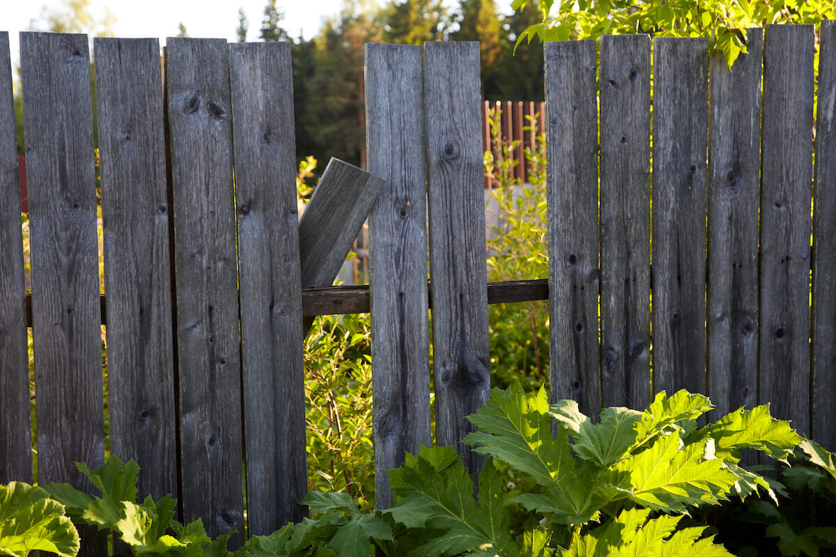 Thorn provides exlusion raccoon control like fixing gaps in fences.