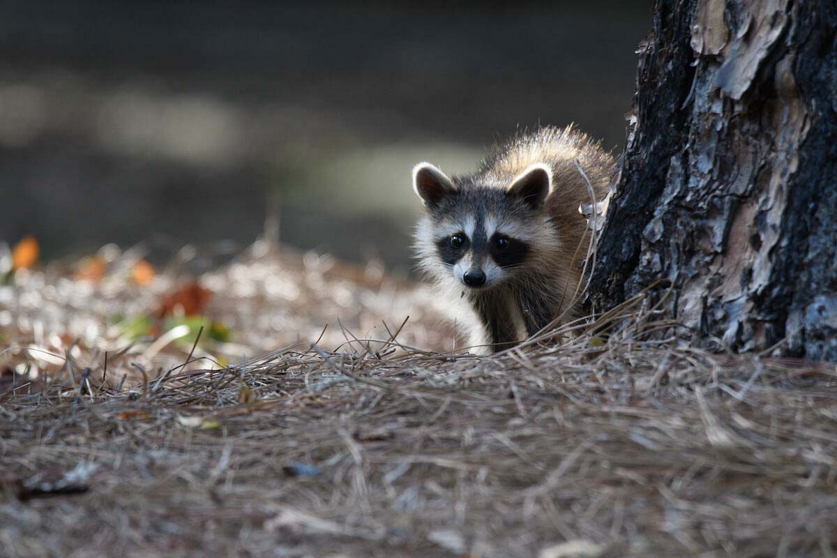 Thorn helps with wildlife control in Davis County, UT.