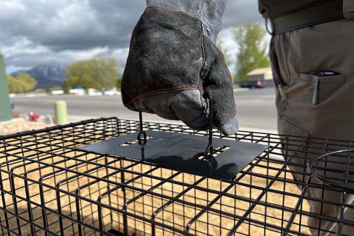 Thorn uses human and safe cages for raccoon removal in Davis County, UT.