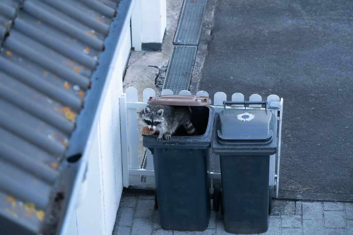 Thorn showing how unclean garbage cans will often attract raccoons - tips for raccoon removal in Davis County, UT.