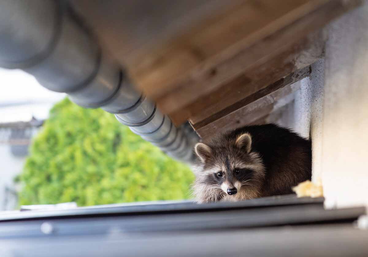 An image of a raccoon - Thorn Pest Solutions Davis County offers quick, efficient, and humane revmoal for raccoons in Davis County, UT